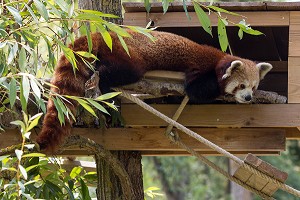 LE PANDA ROUX DE LA RESERVE ANIMALIERE DE BIOTROPICA, VAL-DE-REUIL, EURE (27), NORMANDIE, FRANCE 