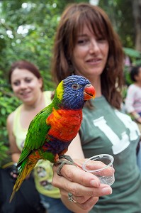 PERROQUET ARC-EN-CIEL DE LA RESERVE ANIMALIERE DE BIOTROPICA, VAL-DE-REUIL, EURE (27), NORMANDIE, FRANCE 