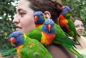 PERROQUETS ARC-EN-CIEL DE LA RESERVE ANIMALIERE DE BIOTROPICA, VAL-DE-REUIL, EURE (27), NORMANDIE, FRANCE 