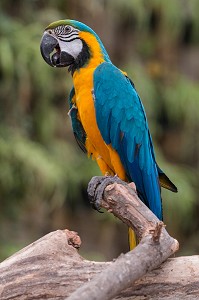 LE ARA D'AMAZONIE, RESERVE ANIMALIERE DE BIOTROPICA, VAL-DE-REUIL, EURE (27), NORMANDIE, FRANCE 