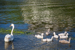 L'OIE ET SES OISONS, PETITS DES OIES, LES ANDELYS, EURE (27), NORMANDIE, FRANCE 