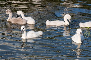 LES OISONS, PETITS DES OIES, LES ANDELYS, EURE (27), NORMANDIE, FRANCE 