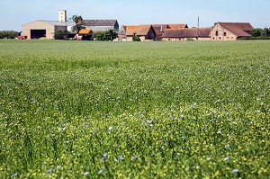 CHAMP DE LIN EN FLEUR BLEUE, RUGLES, EURE (27), NORMANDIE, FRANCE 