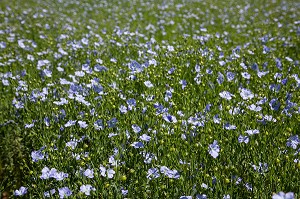 CHAMP DE LIN EN FLEUR BLEUE, RUGLES, EURE (27), NORMANDIE, FRANCE 