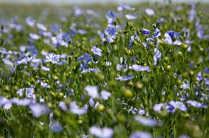 CHAMP DE LIN EN FLEUR BLEUE, RUGLES, EURE (27), NORMANDIE, FRANCE 