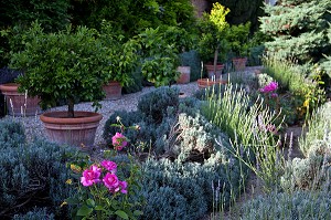 JARDIN MEDITERRANEEN DEVANT L'ORANGERIE, PARC DU CHATEAU RENAISSANCE D’ACQUIGNY, EURE (27), FRANCE 