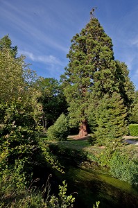 SEQUOIA DU PARC PAYSAGER DESSINE, CHATEAU RENAISSANCE D’ACQUIGNY, EURE (27), FRANCE 