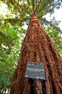 SEQUOIA DU PARC PAYSAGER DESSINE, CHATEAU RENAISSANCE D’ACQUIGNY, EURE (27), FRANCE 