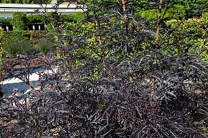 JARDIN DU MUSEE DES IMPRESSIONNISTES CREE PAR LE PAYSAGISTE MARK RUDKIN EN 1991, GIVERNY, EURE (27), FRANCE 