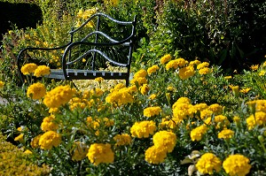 JARDIN DU MUSEE DES IMPRESSIONNISTES CREE PAR LE PAYSAGISTE MARK RUDKIN EN 1991, GIVERNY, EURE (27), FRANCE 