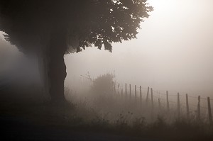 ROUTE NATIONALE RN26, ENTRE VERNEUIL-SUR-AVRE ET L'AIGLE, DANS LE BROUILLARD DU MATIN, BOURTH, EURE (27), NORMANDIE, FRANCE 