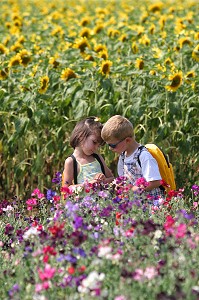 LES ENFANTS DANS LES CHAMPS DE LA BEAUCE (FLEURS DES CHAMPS ET TOURNESOLS), LOUVILLE-LA-CHENARD, ROUTE DU BLE, EURE-ET-LOIR (28), FRANCE 