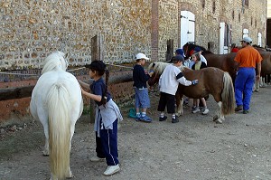 PREPARATION DES PONEYS, FERME EQUESTRE DE MONTIGNY-SUR-AVRE, EURE-ET-LOIR (28), FRANCE 