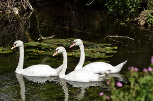 TROIS CYGNES SUR LA RIVIERE, EURE-ET-LOIR (28), FRANCE 