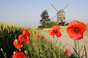 MOULIN A VENT PRES D'UN CHAMP DE COQUELICOTS, YMONVILLE, EURE-ET-LOIR (28), FRANCE 