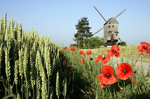 MOULIN A VENT PRES D'UN CHAMP DE COQUELICOTS, YMONVILLE, EURE-ET-LOIR (28), FRANCE 