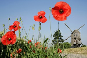 MOULIN A VENT PRES D'UN CHAMP DE COQUELICOTS, YMONVILLE, EURE-ET-LOIR (28), FRANCE 