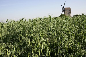 MOULIN A VENT PRES DES CULTURES DE POIS, MOUTIERS-EN-BEAUCE, EURE-ET-LOIR (28), FRANCE 