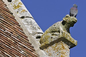 PIGEON SUR UNE GARGOUILLE, EGLISE DE CHATILLON-EN-DUNOIS, EURE-ET-LOIR (28), FRANCE 