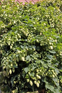 FLEUR DE HOUBLON, BRASSERIE ARTISANALE DE CHANDRES, EURE-ET-LOIR FRANCE