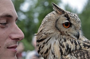HIBOU GRAND DUC DU BENGALE, SPECTACLE DE FAUCONNERIE ET VOL DE RAPACES, CEREMONIE POUR LE RETOUR DE LA DEPOUILLE DE DIANE DE POITIERS A LA CHAPELLE SEPULCRALE DU CHATEAU D'ANET, 29 MAI 2010, EURE-ET-LOIR (28), FRANCE 