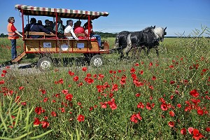 ATTELAGE DE CHEVAUX PERCHERONS EN BALADE DANS LA CAMPAGNE PERCHERONNE, SENONCHES, PERCHE, EURE-ET-LOIR, FRANCE 