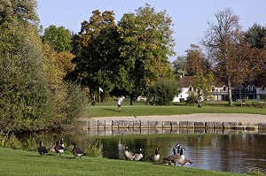 OIES BERNACHES SUR LE TERRAIN DE GOLF DE MAINTENON, EURE-ET-LOIR (28), FRANCE 