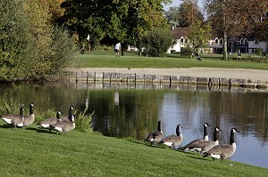OIES BERNACHES SUR LE TERRAIN DE GOLF DE MAINTENON, EURE-ET-LOIR (28), FRANCE 