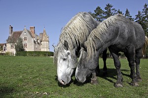 ELEVAGE DE PERCHERONS, DOMAINE DU MANOIR DU GRAND PRAINVILLE, SAINT-JEAN-PIERRE-FIXTE, EURE-ET-LOIR (28), FRANCE 