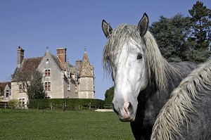 ELEVAGE DE PERCHERONS, DOMAINE DU MANOIR DU GRAND PRAINVILLE, SAINT-JEAN-PIERRE-FIXTE, EURE-ET-LOIR (28), FRANCE 