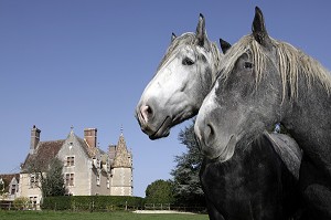 ELEVAGE DE PERCHERONS, DOMAINE DU MANOIR DU GRAND PRAINVILLE, SAINT-JEAN-PIERRE-FIXTE, EURE-ET-LOIR (28), FRANCE 