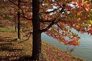 ERABLE AUX COULEURS ROUGES DE L'AUTOMNE, GOLF PARC ARBORETUM DE NANTILLY, CREATION DE ROBERT HERSANT, LA CHAUSSEE D'IVRY, EURE-ET-LOIR (28), FRANCE 