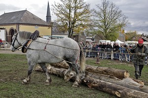 DEMONSTRATION DE DEBARDAGE ANIMAL, TRACTION DES GRUMES DE BOIS, FETE DU PERCHERON OU FOIRE DE LA SAINT-MARTIN, LA BAZOCHE-GOUET, EURE-ET-LOIR (28), FRANCE 