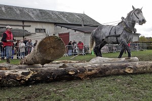 DEMONSTRATION DE DEBARDAGE ANIMAL, TRACTION DES GRUMES DE BOIS, FETE DU PERCHERON OU FOIRE DE LA SAINT-MARTIN, LA BAZOCHE-GOUET, EURE-ET-LOIR (28), FRANCE 