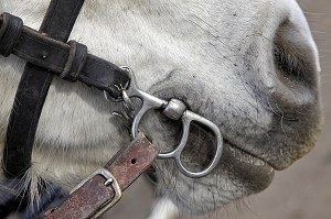 GROS PLAN DU MORS DANS LA BOUCHE DU CHEVAL, FETE DU PERCHERON OU FOIRE DE LA SAINT-MARTIN, LA BAZOCHE-GOUET, EURE-ET-LOIR (28), FRANCE 