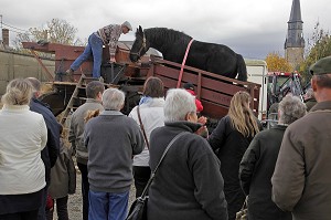 DEMONSTRATION DE BATTAGE DES GRAINS A LA TREPIGNEUSE (MOISSON A L'ANCIENNE), FETE DU PERCHERON OU FOIRE DE LA SAINT-MARTIN, LA BAZOCHE-GOUET, EURE-ET-LOIR (28), FRANCE 