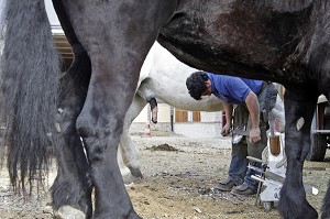 DEMONSTRATION DU METIER DE MARECHAL-FERRANT, FETE DU PERCHERON OU FOIRE DE LA SAINT-MARTIN, LA BAZOCHE-GOUET, EURE-ET-LOIR (28), FRANCE 