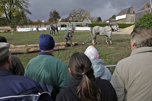 DEMONSTRATION DE DEBARDAGE ANIMAL, TRACTION DES GRUMES DE BOIS, FETE DU PERCHERON OU FOIRE DE LA SAINT-MARTIN, LA BAZOCHE-GOUET, EURE-ET-LOIR (28), FRANCE 