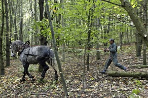 TRACTION ANIMALE D'UNE GRUME, TRAVAIL DE DEBARDAGE DU BOIS EN FORET AVEC DES CHEVAUX PERCHERONS, SAINT-JEAN-PIERRE-FIXTE, EURE-ET-LOIR (28), FRANCE 