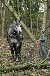 TRAVAIL DE DEBARDAGE DU BOIS EN FORET AVEC DES CHEVAUX PERCHERONS, SAINT-JEAN-PIERRE-FIXTE, EURE-ET-LOIR (28), FRANCE 