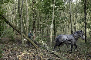 TRAVAIL DE DEBARDAGE DU BOIS EN FORET AVEC DES CHEVAUX PERCHERONS, SAINT-JEAN-PIERRE-FIXTE, EURE-ET-LOIR (28), FRANCE 