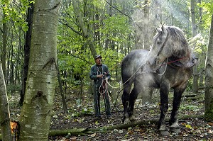 TRAVAIL DE DEBARDAGE DU BOIS EN FORET AVEC DES CHEVAUX PERCHERONS, SAINT-JEAN-PIERRE-FIXTE, EURE-ET-LOIR (28), FRANCE 