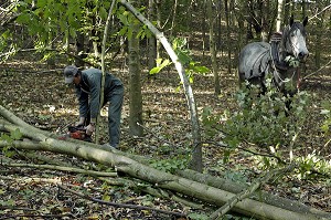 TRAVAIL DE DEBARDAGE DU BOIS EN FORET AVEC DES CHEVAUX PERCHERONS, SAINT-JEAN-PIERRE-FIXTE, EURE-ET-LOIR (28), FRANCE 