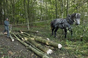 TRAVAIL DE DEBARDAGE DU BOIS EN FORET AVEC DES CHEVAUX PERCHERONS, SAINT-JEAN-PIERRE-FIXTE, EURE-ET-LOIR (28), FRANCE 