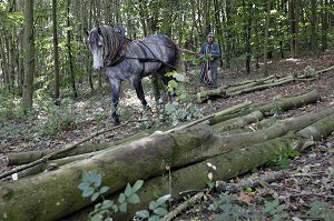 TRAVAIL DE DEBARDAGE DU BOIS EN FORET AVEC DES CHEVAUX PERCHERONS, SAINT-JEAN-PIERRE-FIXTE, EURE-ET-LOIR (28), FRANCE 
