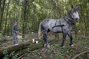 TRAVAIL DE DEBARDAGE DU BOIS EN FORET AVEC DES CHEVAUX PERCHERONS, SAINT-JEAN-PIERRE-FIXTE, EURE-ET-LOIR (28), FRANCE 