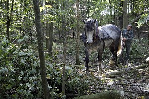 TRAVAIL DE DEBARDAGE DU BOIS EN FORET AVEC DES CHEVAUX PERCHERONS, SAINT-JEAN-PIERRE-FIXTE, EURE-ET-LOIR (28), FRANCE 