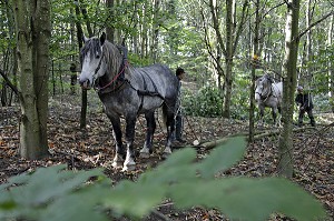 TRAVAIL DE DEBARDAGE DU BOIS EN FORET AVEC DES CHEVAUX PERCHERONS, SAINT-JEAN-PIERRE-FIXTE, EURE-ET-LOIR (28), FRANCE 