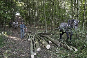 TRAVAIL DE DEBARDAGE DU BOIS EN FORET AVEC DES CHEVAUX PERCHERONS, SAINT-JEAN-PIERRE-FIXTE, EURE-ET-LOIR (28), FRANCE 