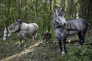 TRAVAIL DE DEBARDAGE DU BOIS EN FORET AVEC DES CHEVAUX PERCHERONS, SAINT-JEAN-PIERRE-FIXTE, EURE-ET-LOIR (28), FRANCE 
